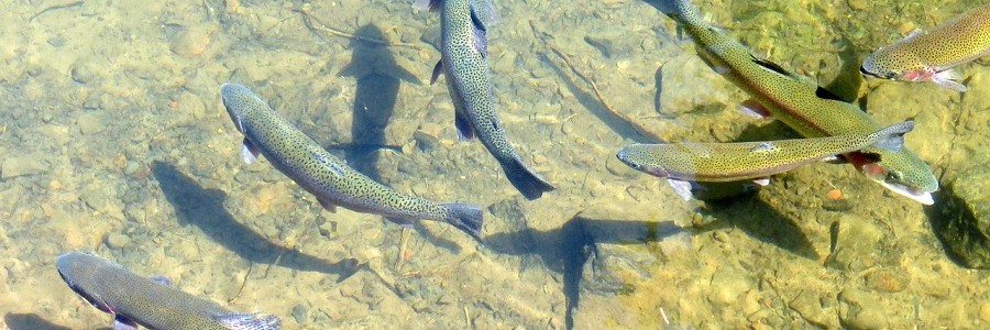 Detectan elevados niveles de retardantes de llama en peces de río