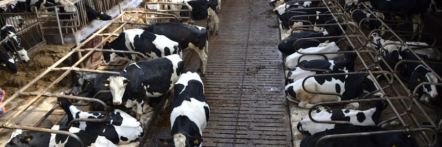 Cómo tratar íntegramente los residuos cárnicos y las deyecciones para obtener biogás