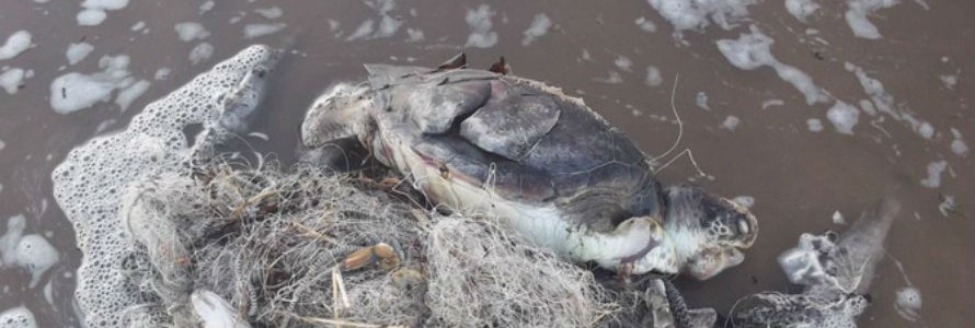 Cientos de tortugas marinas mueren cada año por los residuos