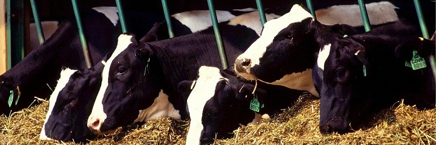 Nueva norma sobre la clasificación como subproductos de los residuos agroalimentarios destinados a la alimentación animal