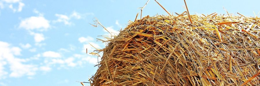 Una investigación de la Universidad de León propone la valorización de residuos agrarios mediante pirólisis