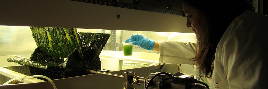 Microalgas y bacterias para producir energía renovable y reducir las emisiones de gases de efecto invernadero