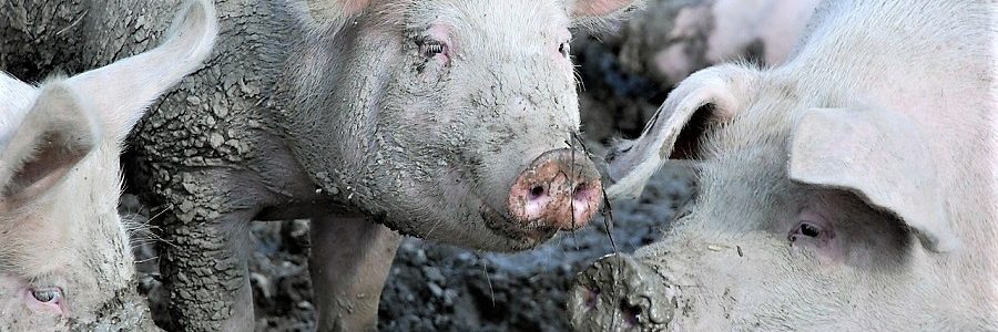 El proyecto Pasto por Purines apuesta por la fitorremediación con algas para valorizar residuos ganaderos