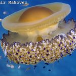 Proponen combatir los microplásticos con filtros a partir de medusas