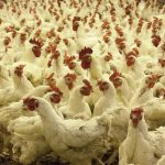 Nuevos aprovechamientos de residuos de las industrias avícola y del vino