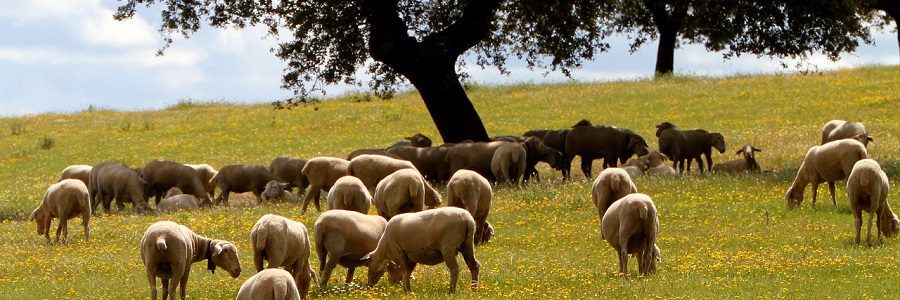 Extremadura subvencionará a las empresas que implanten medidas de economía circular