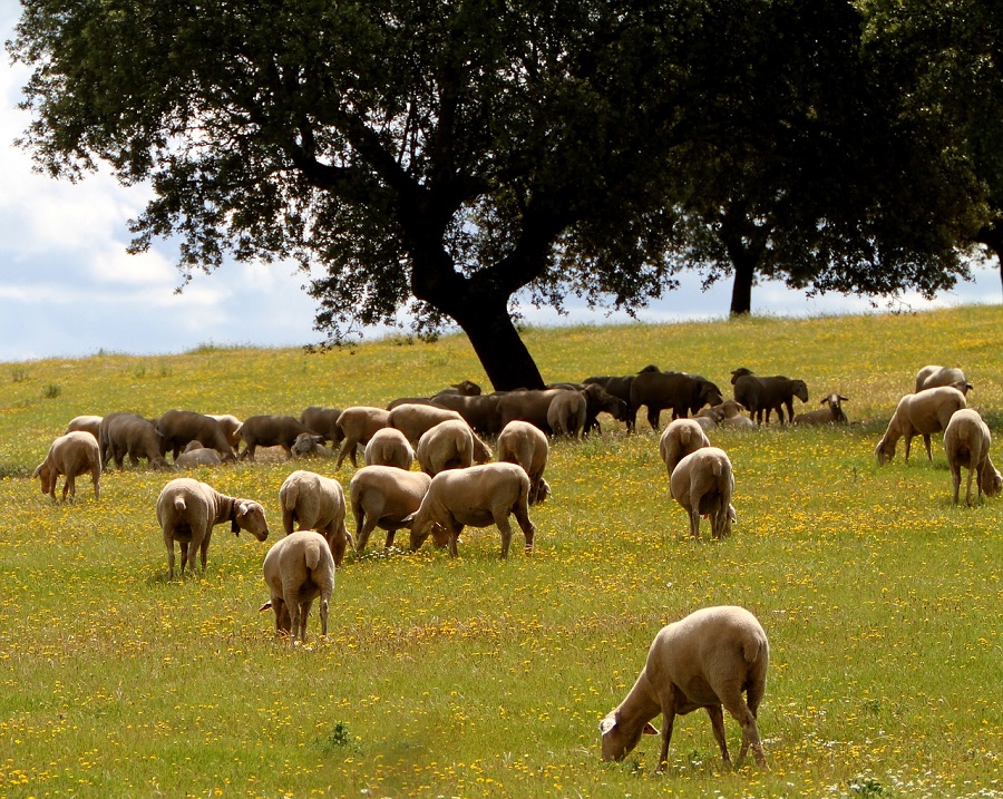 Ayudasd a la implantación de la economía circular en Extremadura