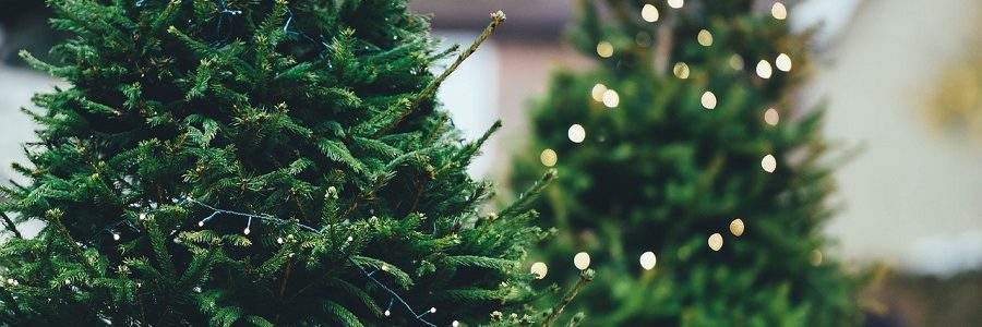 Las agujas de pino de los árboles de Navidad se pueden convertir en pinturas y edulcorantes