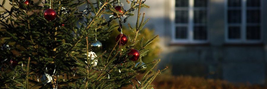 Madrid recogerá los árboles de Navidad para replantarlos