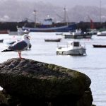 Recogidos 63.000 kilos de residuos de los fondos marinos de los puertos gallegos