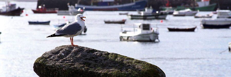 Recogidos 63.000 kilos de residuos de los fondos marinos de los puertos gallegos