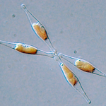 Los microplásticos alteran las funciones de una microalga básica para los ecosistemas marinos