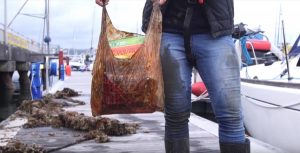 Las bolsas biodegradables aguantan en el medio ambiente más tiempo de lo que creemos