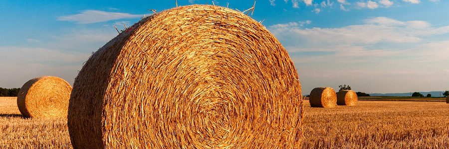 Cómo convertir residuos de paja de trigo en sustancias químicas ecológicas