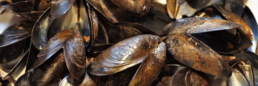 Conchas de moluscos para purificar aguas contaminadas con metales pesados