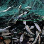 Azti investigará la valorización de subproductos del sector pesquero