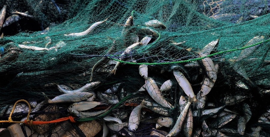Azti investiga la valorización de subproductos pesqueros