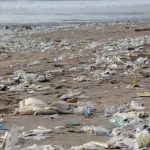 Un nuevo estudio alerta del grave impacto ambiental de la industria del plástico