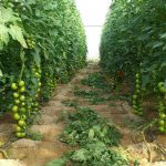 Obtienen un biofertilizante a partir de residuos de cultivo de tomate y energía solar