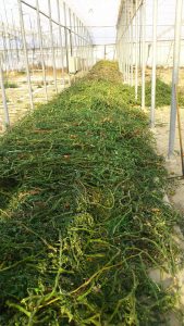 residuos de cultivo de tomate para el proceso de biosolarización