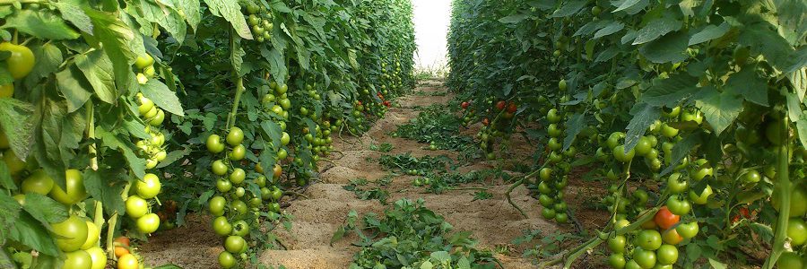 Obtienen un biofertilizante a partir de residuos de cultivo de tomate y energía solar