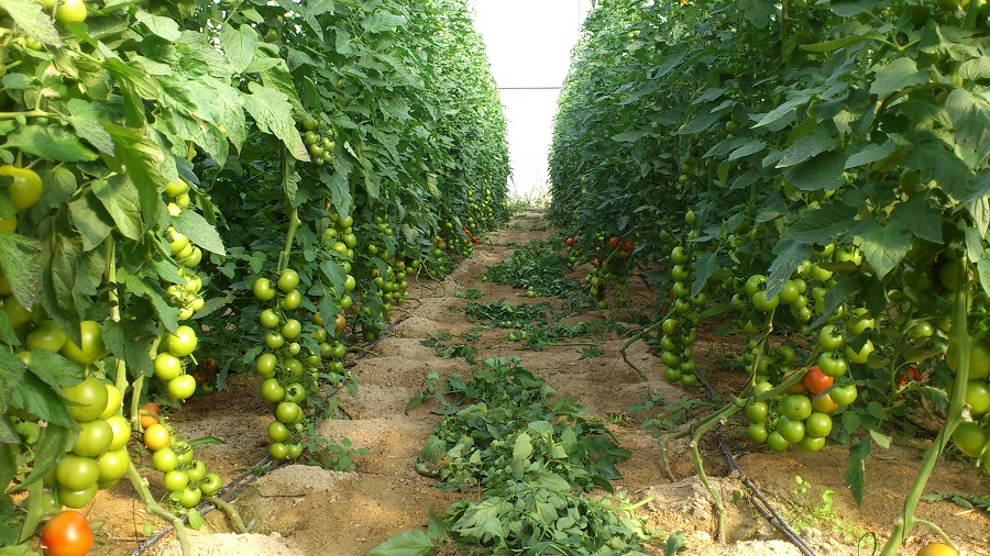 El proceso de biosolarización utiliza como biofertilizante residuos de cultivo de tomates y energía solar