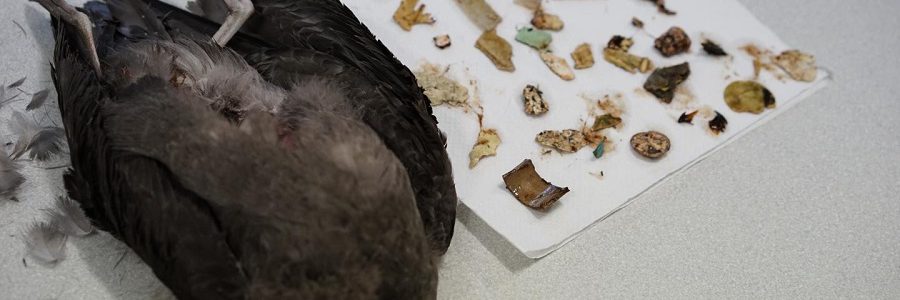 Analizan los impactos no letales de los residuos plásticos en las aves marinas