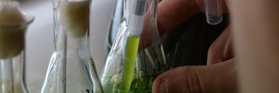 Residuos de vino para obtener biocombustible más barato con microalgas