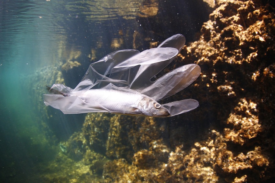 Se desconoce la cantidad exacta de plásticos en los mares, pero se estiman unos 5-50 billones de fragmentos, sin incluir los trozos que hay en el fondo marino o en las playas. Razones por la que los animales marinos no pueden dejar de comer plástico
