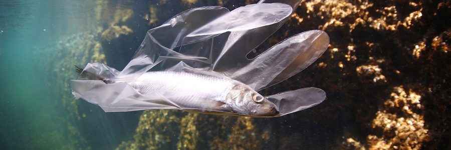 ¿Cuánto plástico pueden soportar los mares?