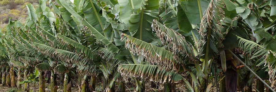 Investigadores canarios proponen usar fibras de platanera como alternativa al plástico