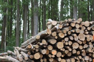 El proyecto BIO3 propone aprovechar biomasa como los residuos forestales para obtener bioproductos con los que depurar aguas residuales