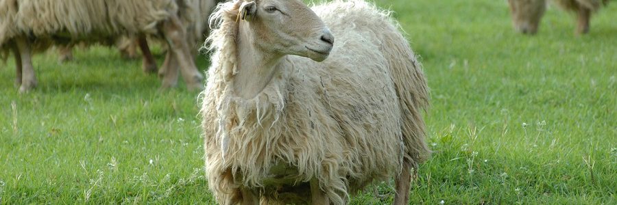 Desarrollan un aislante térmico para prendas deportivas a partir de lana de oveja latxa