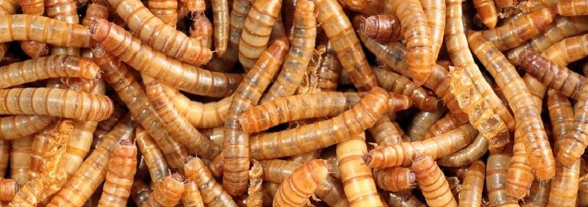 Insectos y microorganismos para biodegradar plásticos agrícolas