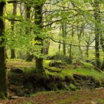 Cantabria convoca ayudas para impulsar el uso de biomasa forestal residual