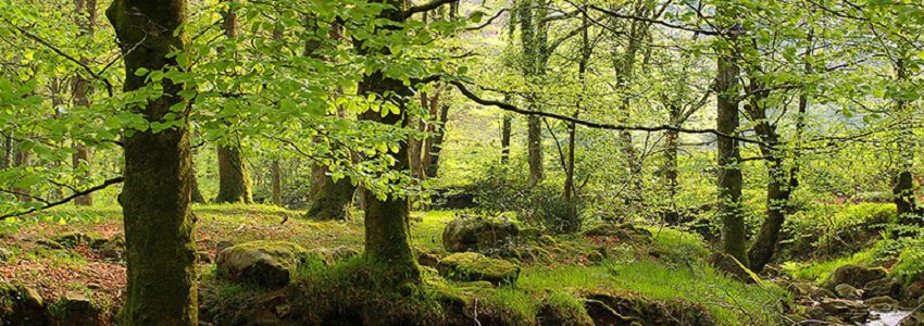 Cantabria convoca ayudas para impulsar el uso de biomasa forestal residual