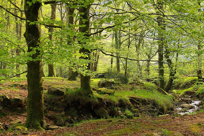 Ayudas a la extracción de biomasa forestal residual en Cantabria