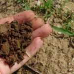 ¿Se puede obtener un compost de calidad en los procesos de compostaje industrial?