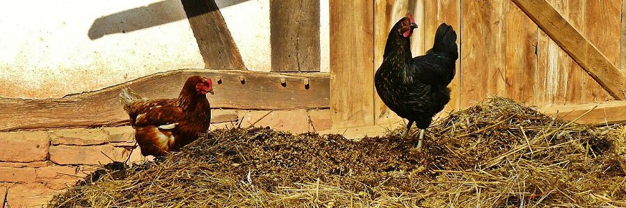 Obtienen un compost de calidad combinando estiércol de pollo y residuos agrícolas