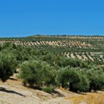 Biorrefinerías a pequeña escala para la valorización del alpeorujo