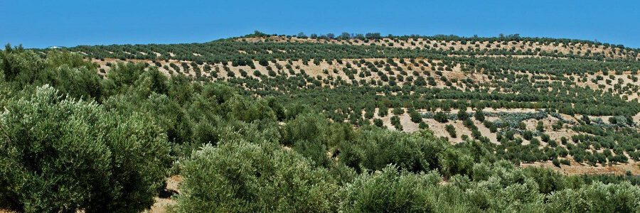 Biorrefinerías a pequeña escala para la valorización del alpeorujo