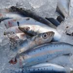 Hasta el 60% de las sardinas y anchoas del Mediterráneo occidental tienen microplásticos en sus intestinos