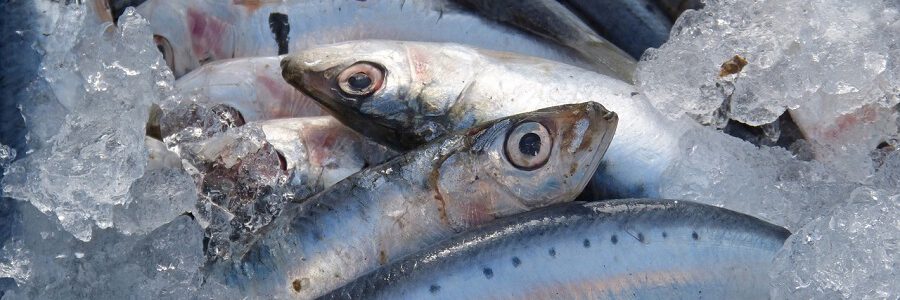 Hasta el 60% de las sardinas y anchoas del Mediterráneo occidental tienen microplásticos en sus intestinos