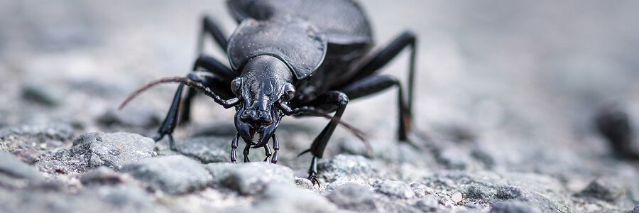 Insectos para degradar y valorizar plásticos agrícolas