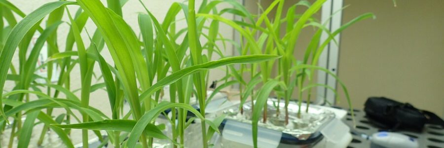 Investigan la acumulación de microplásticos en las plantas