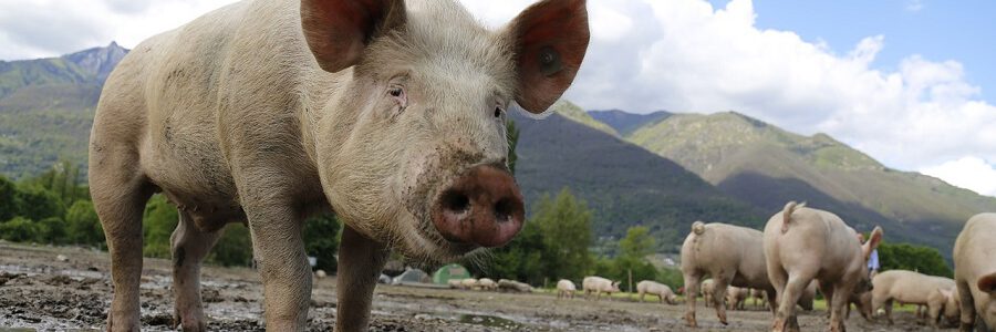 Compost y energía a partir de una gestión eficiente de purines y biomasa de árboles frutales