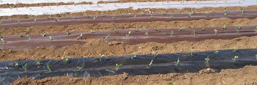 El IMIDA reduce a seis meses el periodo de biodegradación de los residuos plásticos de acolchados agrícolas