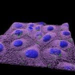 Los nanoplásticos alteran el microbioma intestinal y pueden afectar la salud de los organismos acuáticos y la salud humana