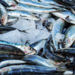 Neiker coordina un proyecto europeo para convertir toneladas de residuos de la industria pesquera en biofertilizantes