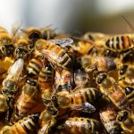 Detectan por primera vez microplásticos en el cuerpo de las abejas